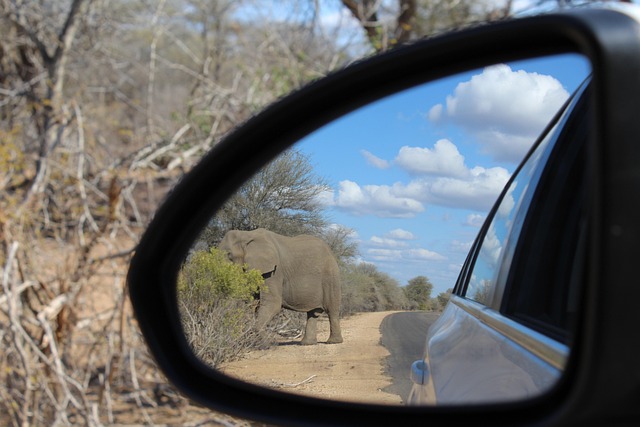elephant